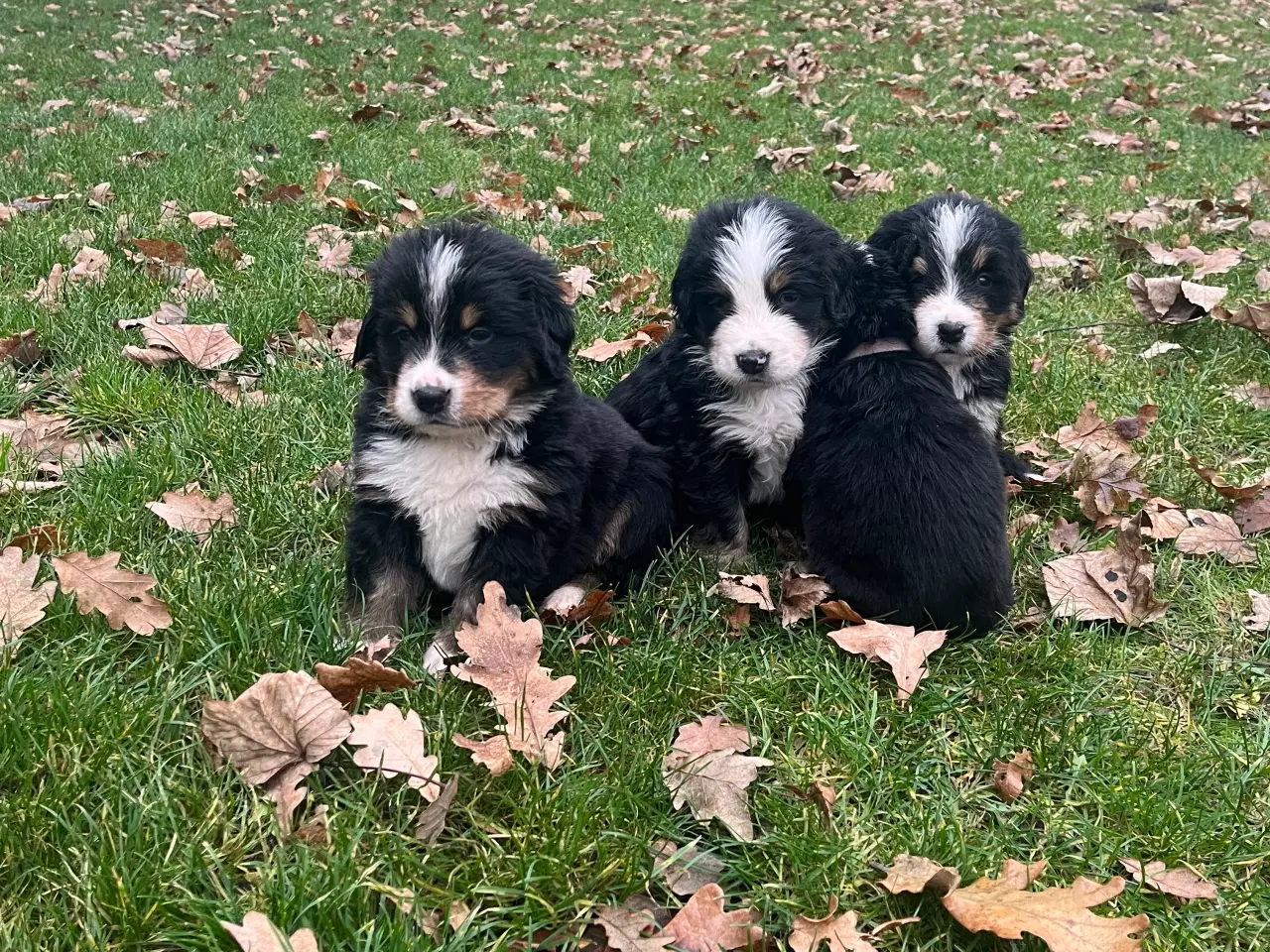 Billede 1 - Berner sennen hvalpe