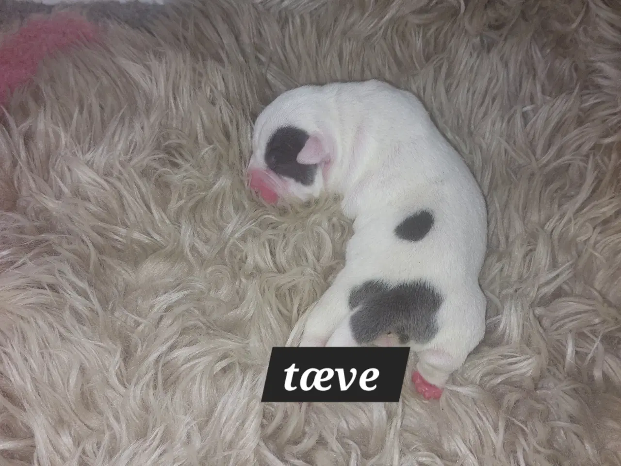 Billede 8 - American bully hvalpe 