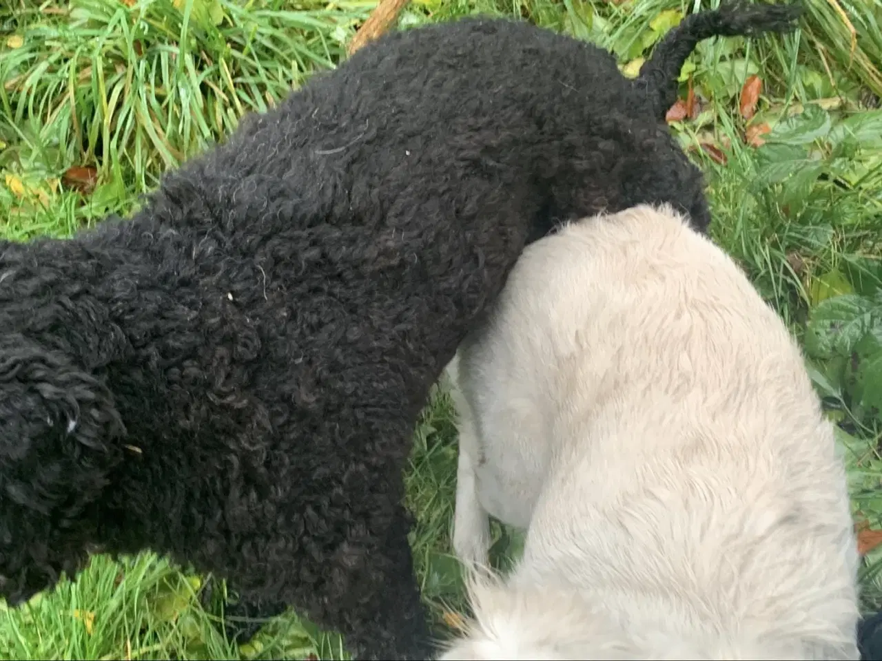 Billede 2 - Avl puddel med stambog sort hanhund 