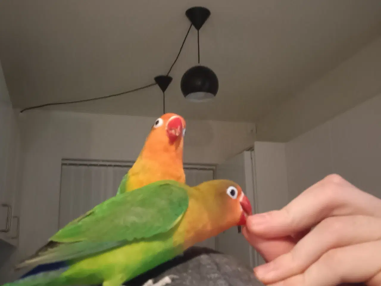 Billede 7 - 4 mdr. gamle dværgpapegøjerunger sælges 500 kr/stk