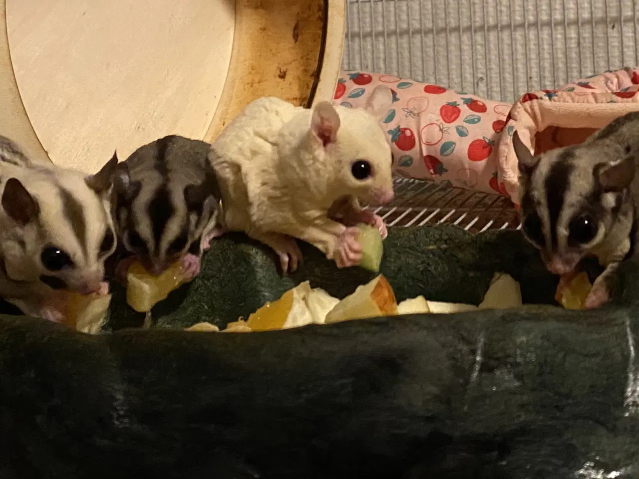 Billede 1 - 6 Sugar glider med stort bur