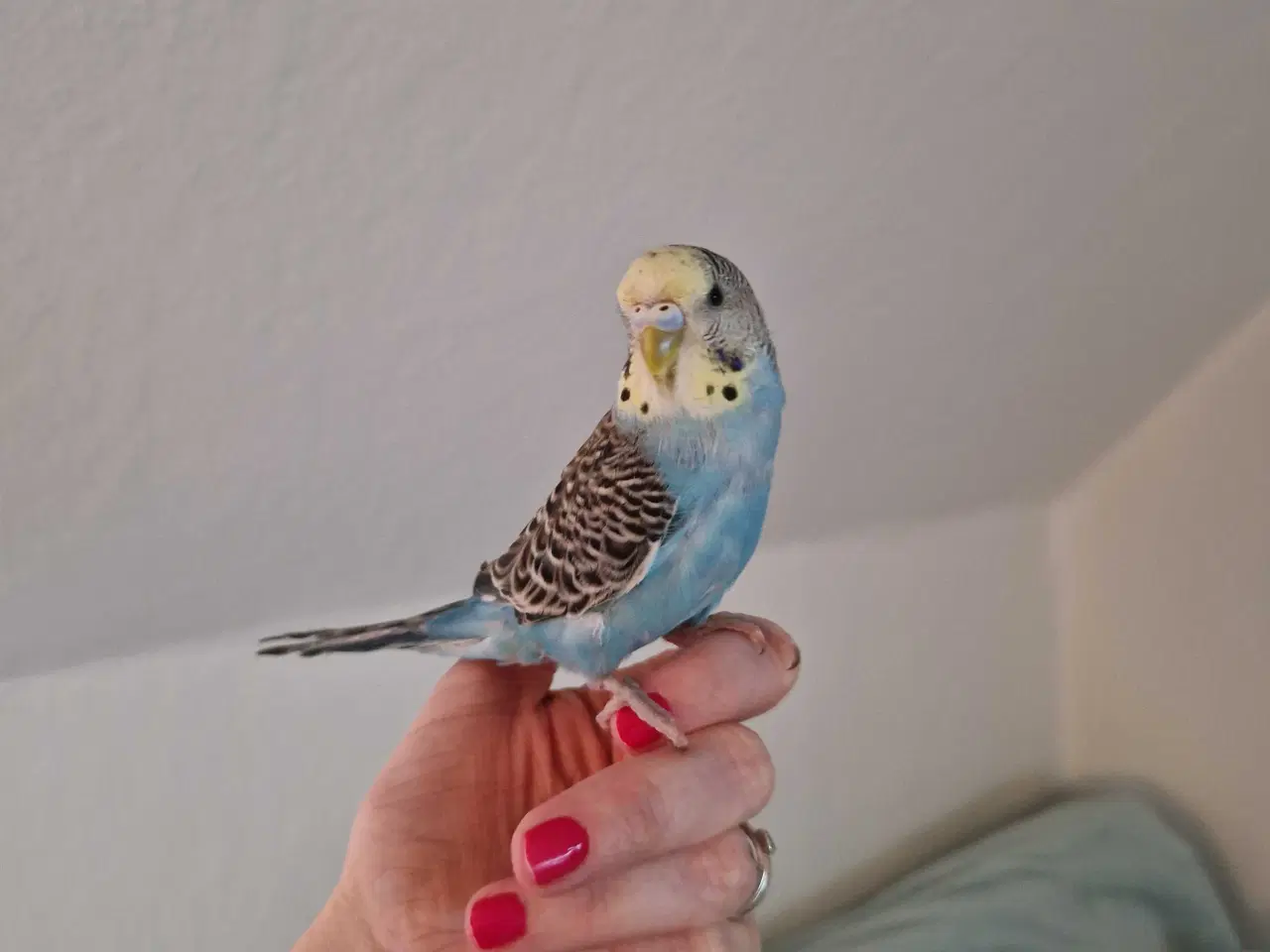 Billede 2 - Hånd Tam Baby Pige Undulat 