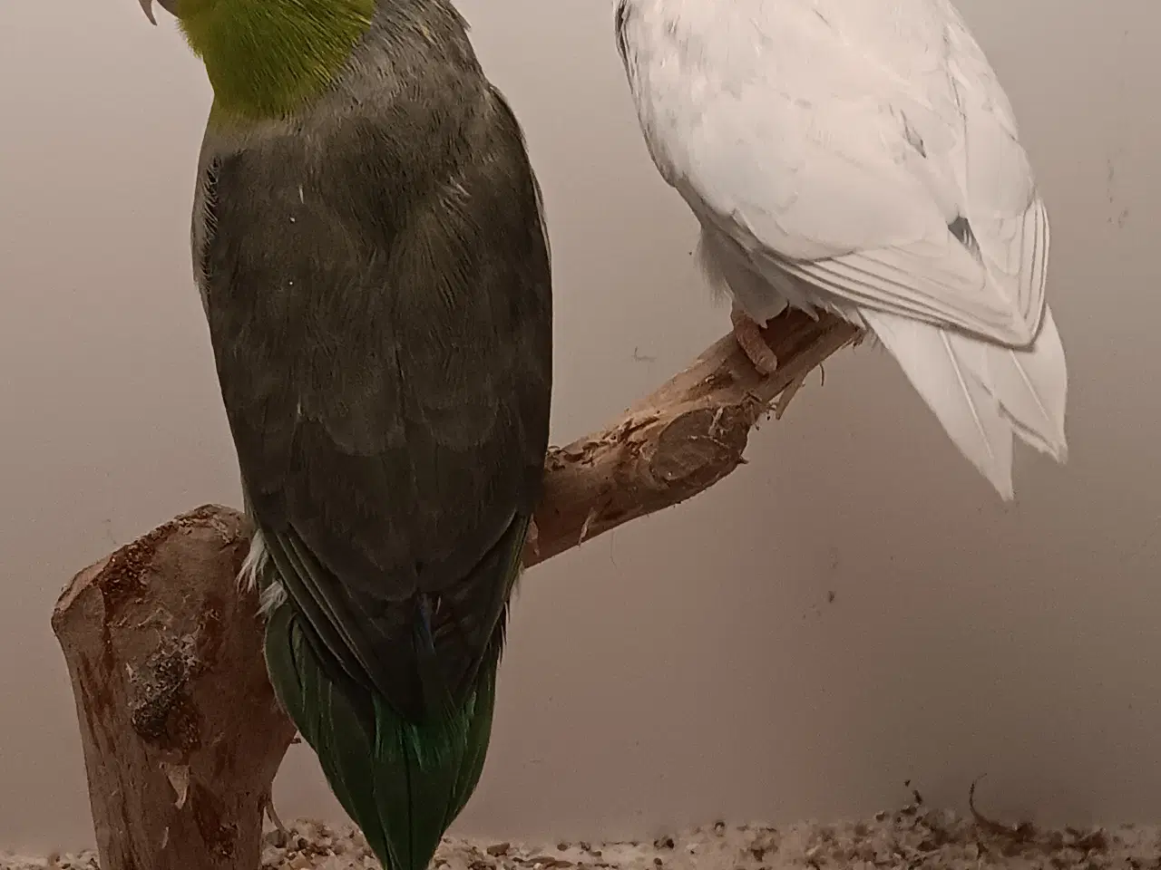 Billede 3 - Lessonspuvepapegøjer I grøn x amerikansk hvid. 