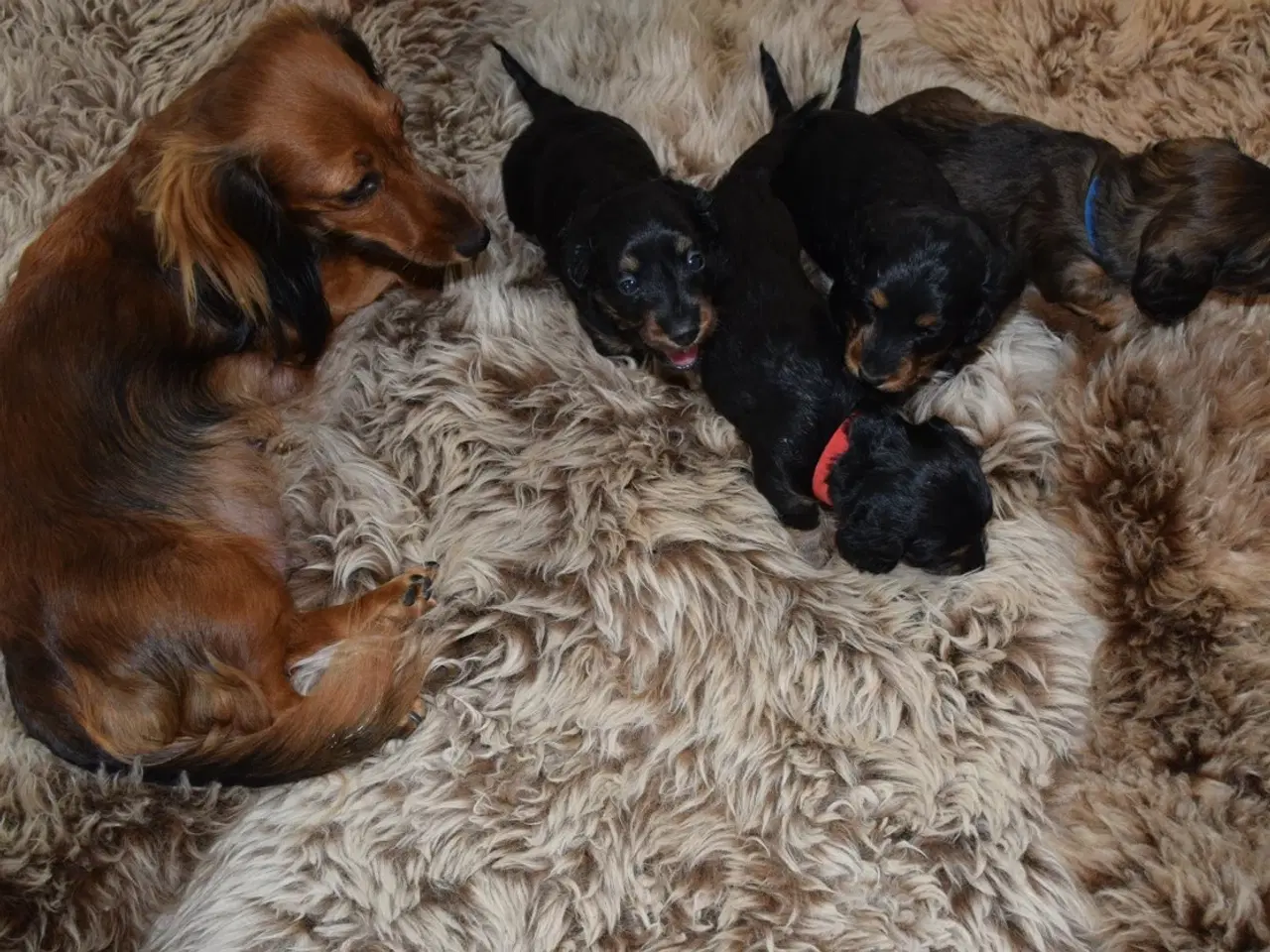 Billede 1 - Langhåret miniature gravhunde