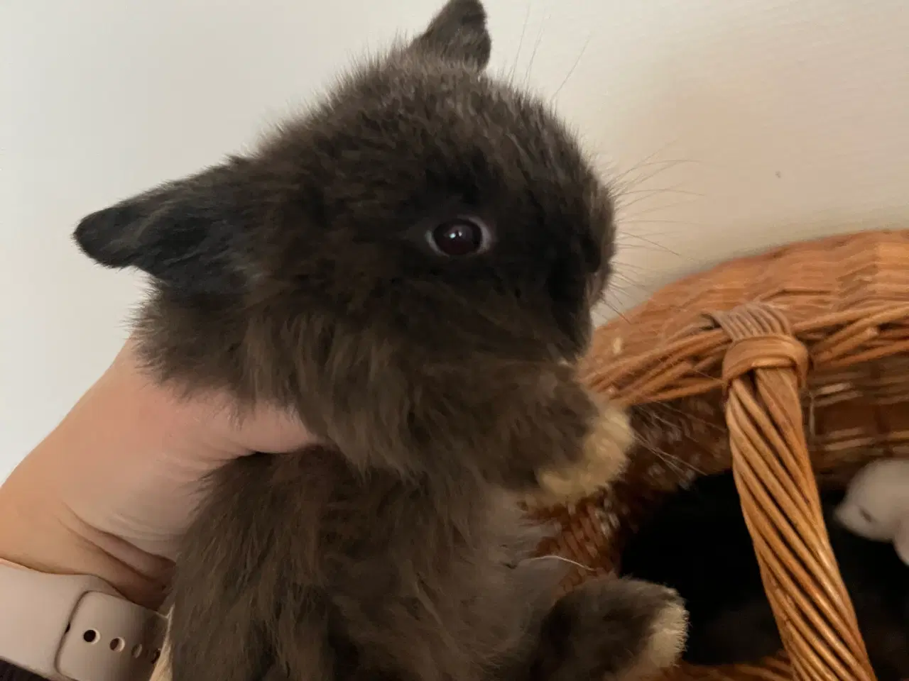 Billede 14 - 5 minilop unger på 8 uger