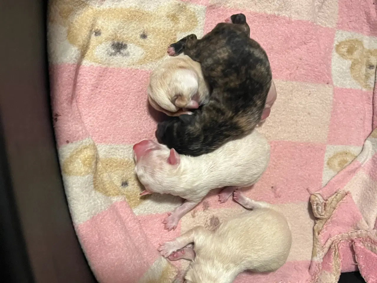 Billede 3 - Kun 3 skønne hanner tilbage nu!