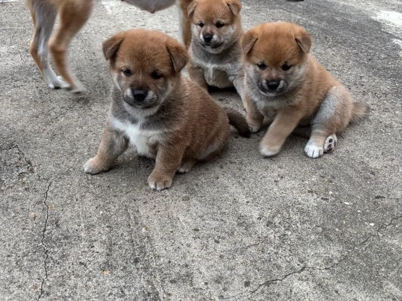 Billede 7 - Shiba drenge 