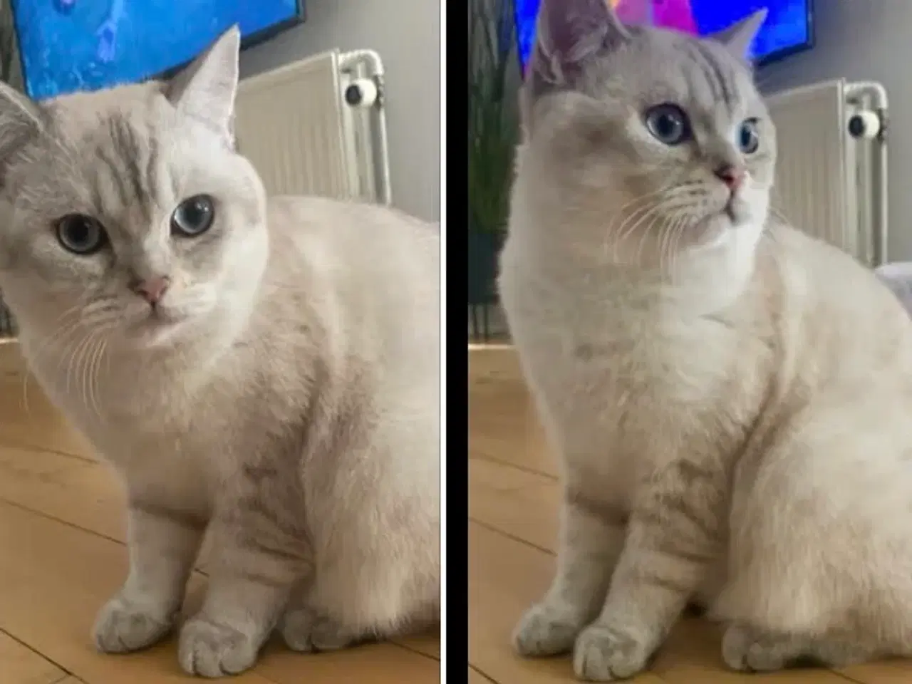 Billede 1 - British shorthair tilbyder parring