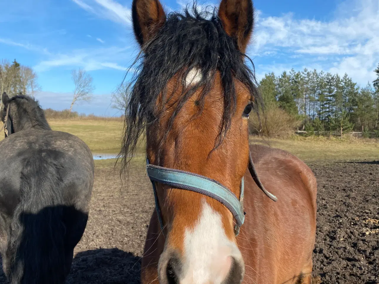 Billede 1 - Forår/sommerprojekt