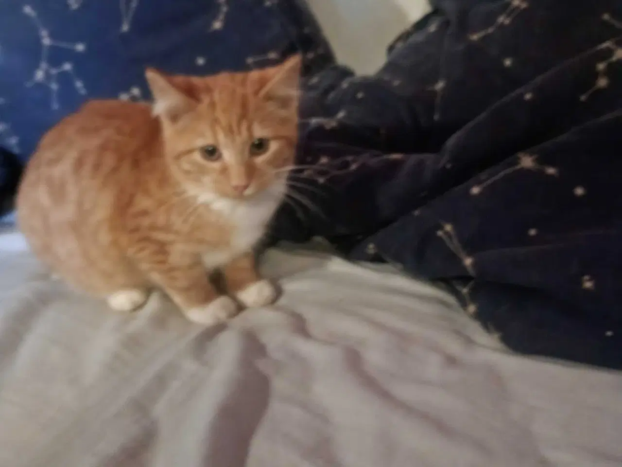 Billede 1 - Rød hun killing