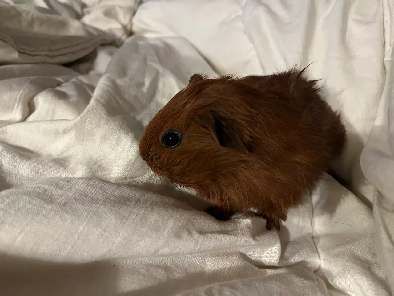 Billede 2 - California han marsvin