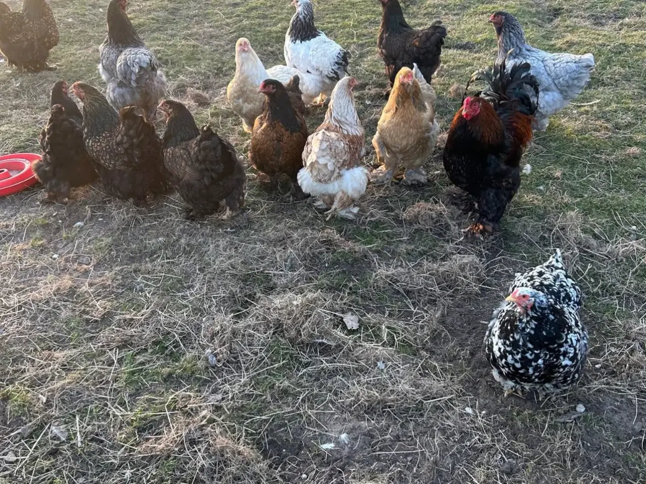 Billede 5 - Brahma rugeæg fra blandet flok