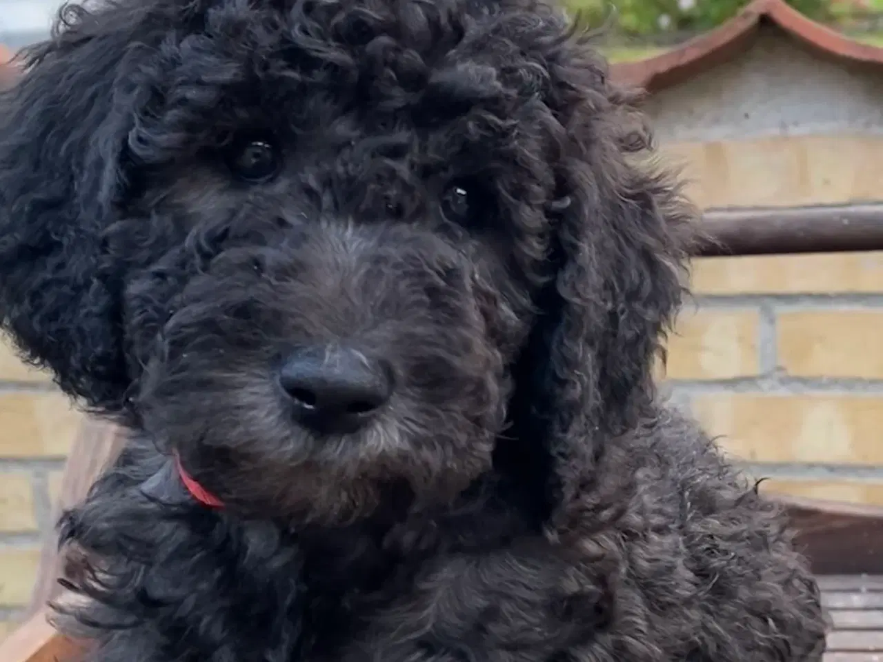 Billede 6 - Hvalpe Labradoodle F1BB