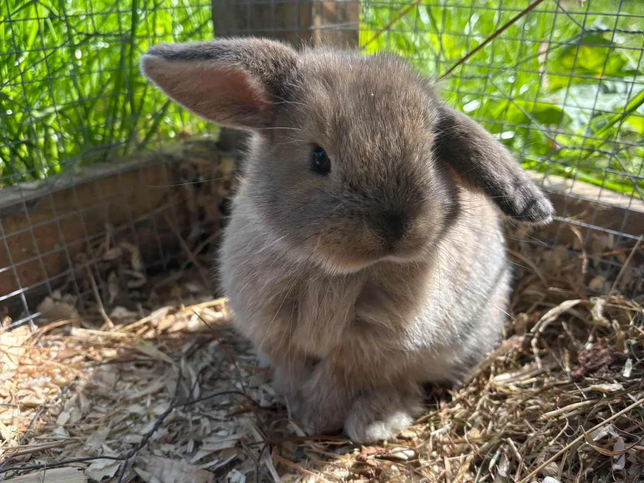 Billede 2 - Mini lop kanin