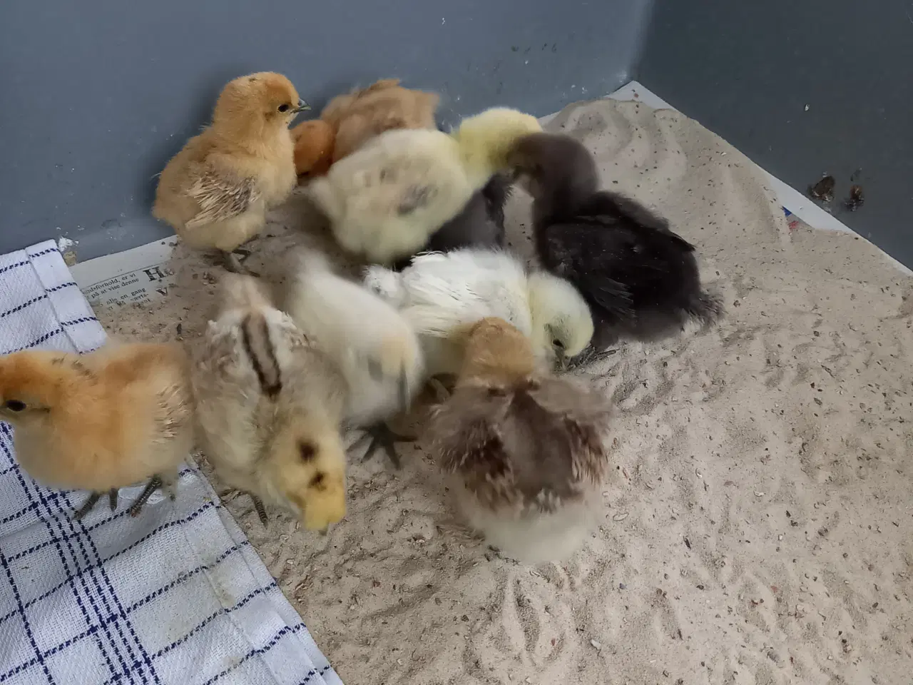 Billede 2 - Kyllinger fra dværg silkehøns 