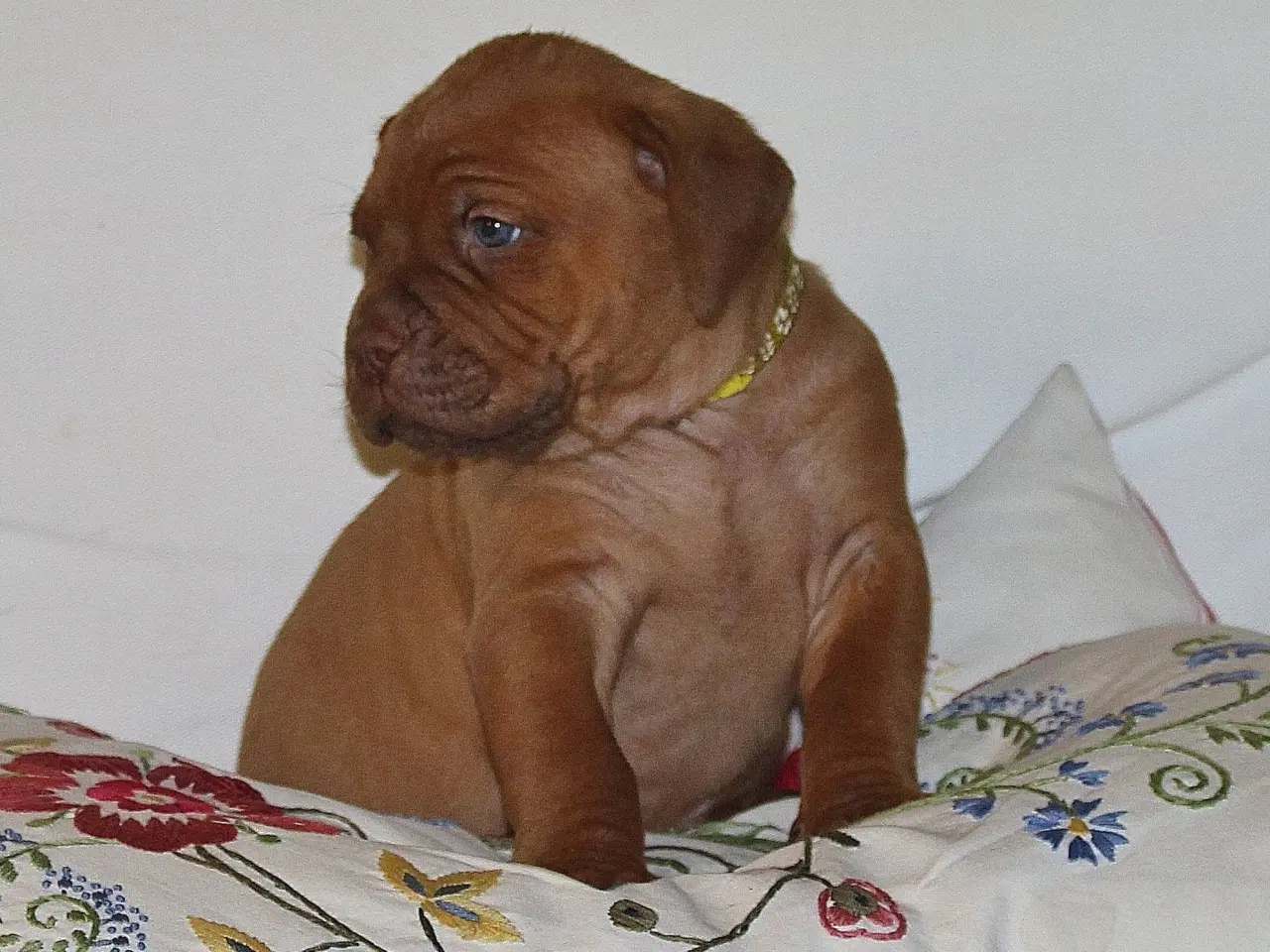 Billede 9 - Smukke fransk mastiff/Dogue de Bordeaux hvalpe 🐾