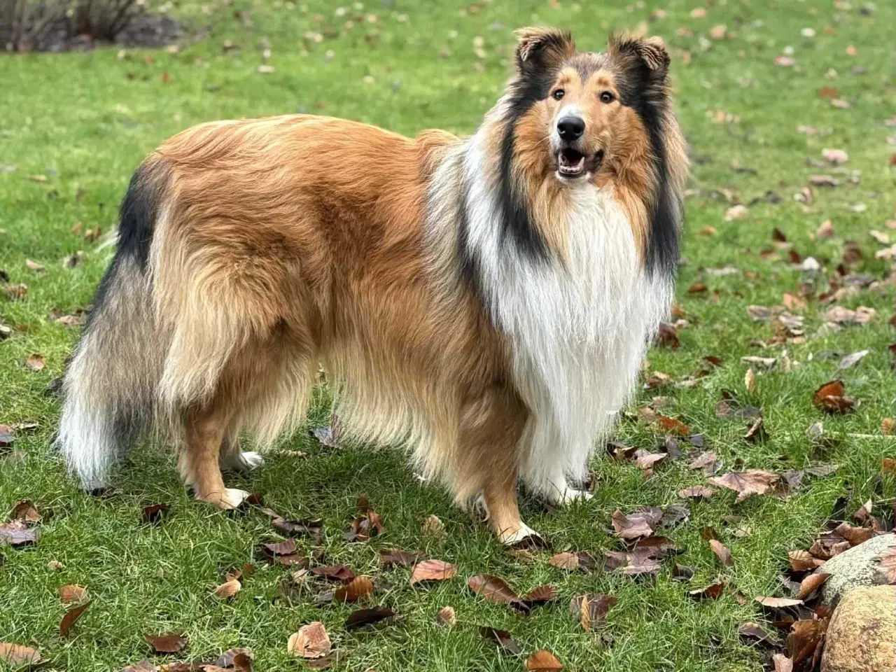 Billede 3 - 5 collie hvalpe (Amerikansk)