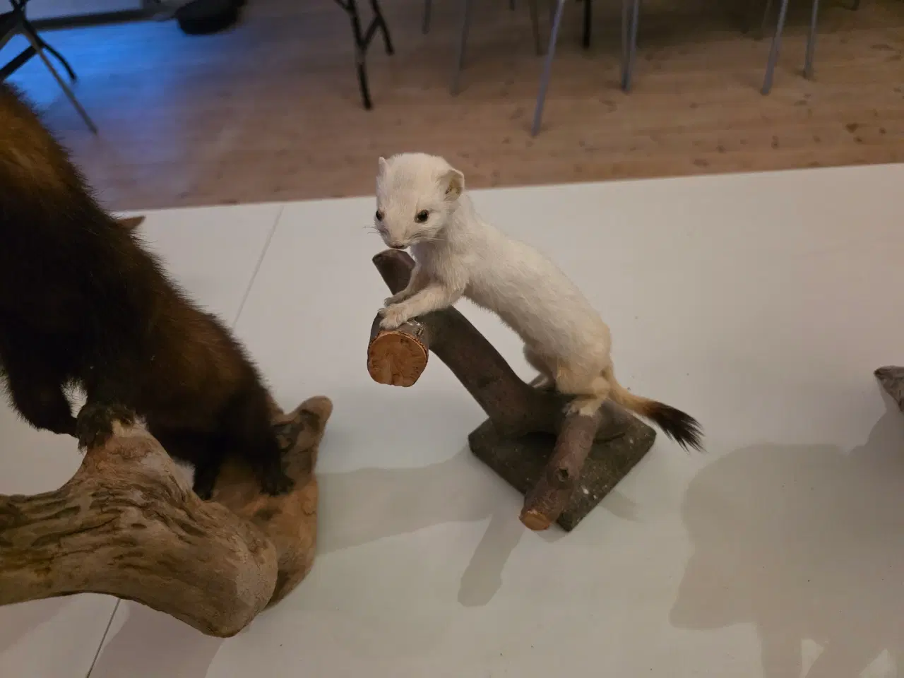 Billede 5 - Rovdyr og Egern, samlet eller hver for sig