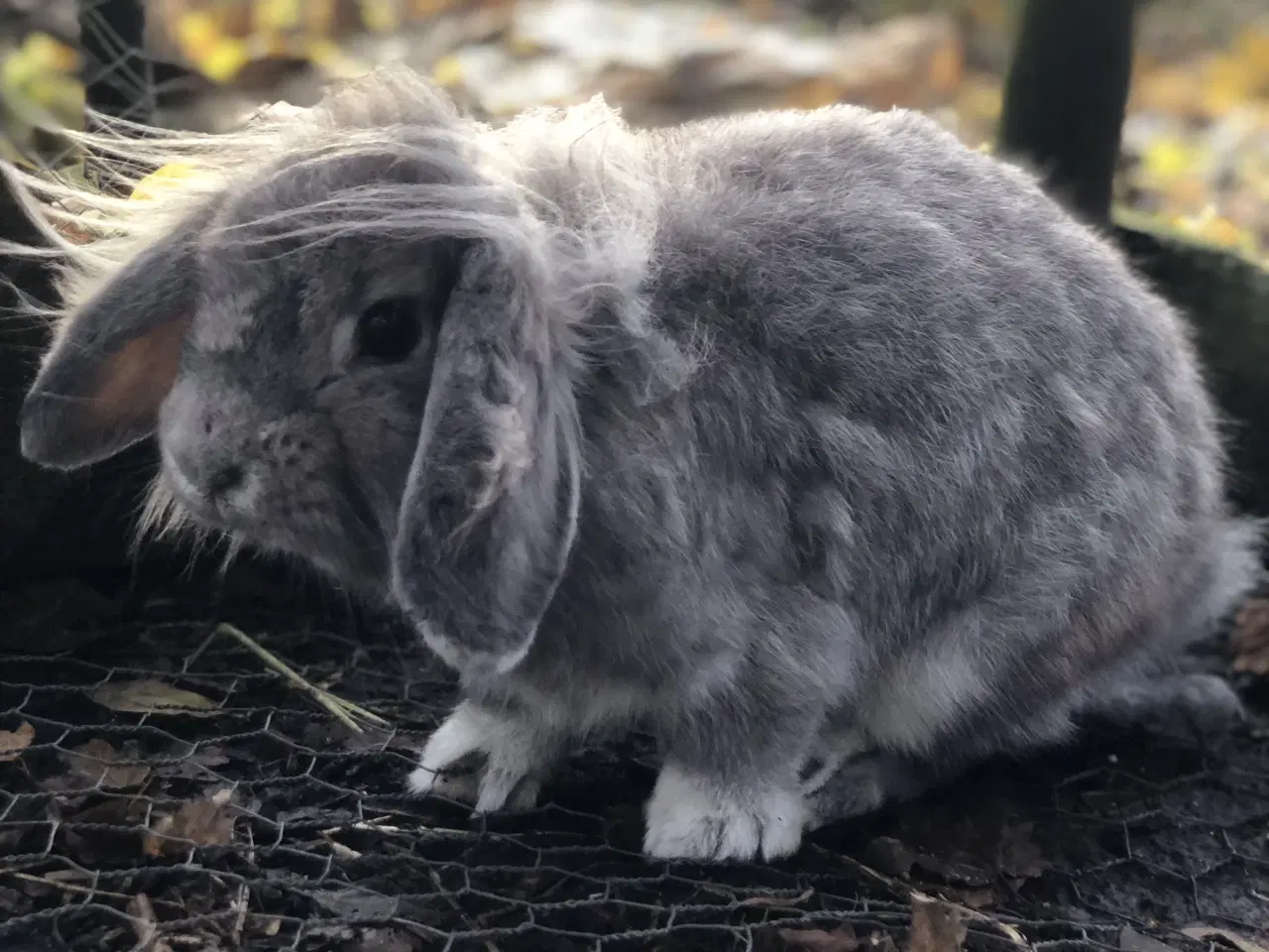 Billede 2 - Sød hunkanin børnevant og tam