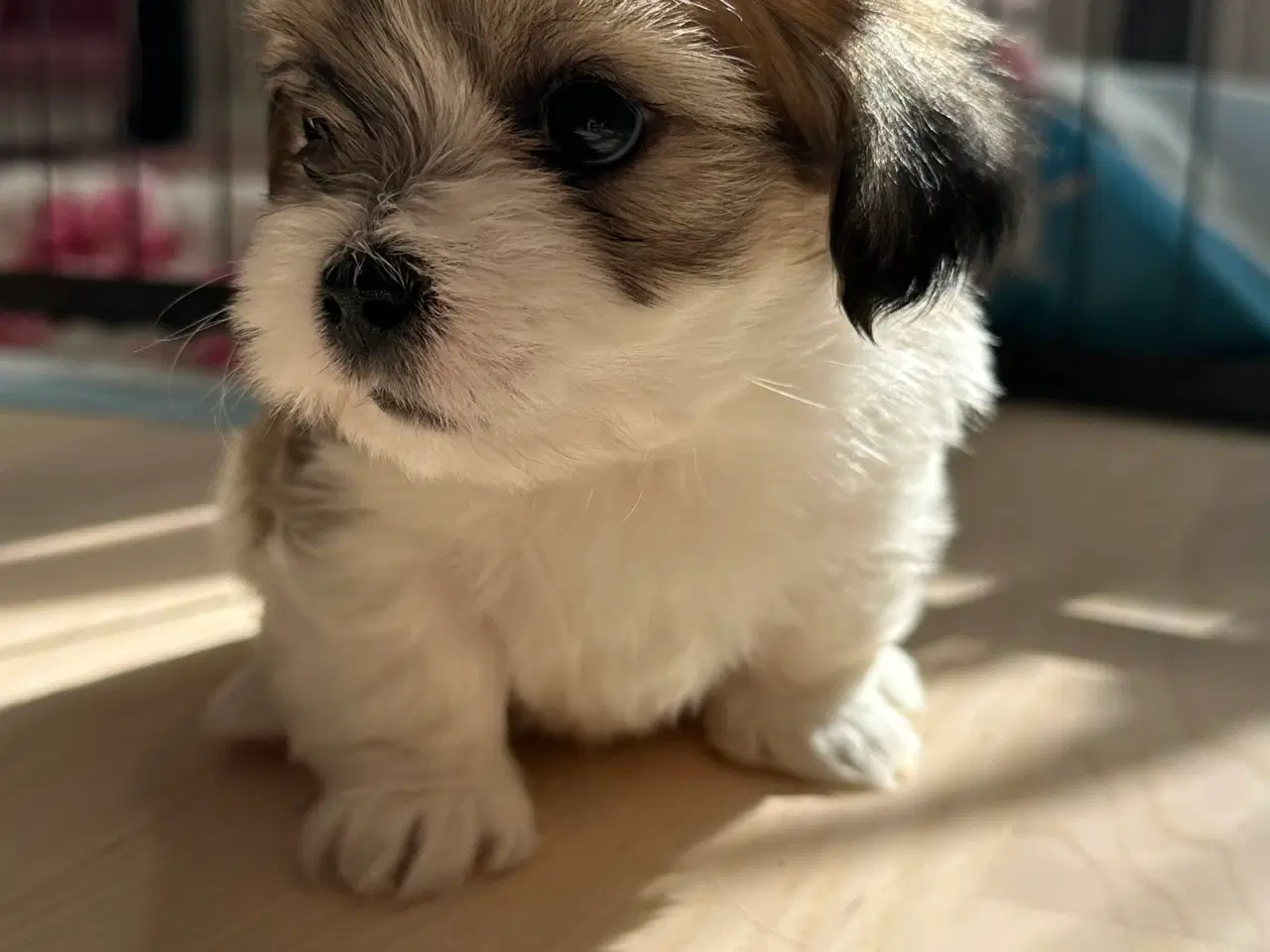 Billede 2 - Lhasa apso pige