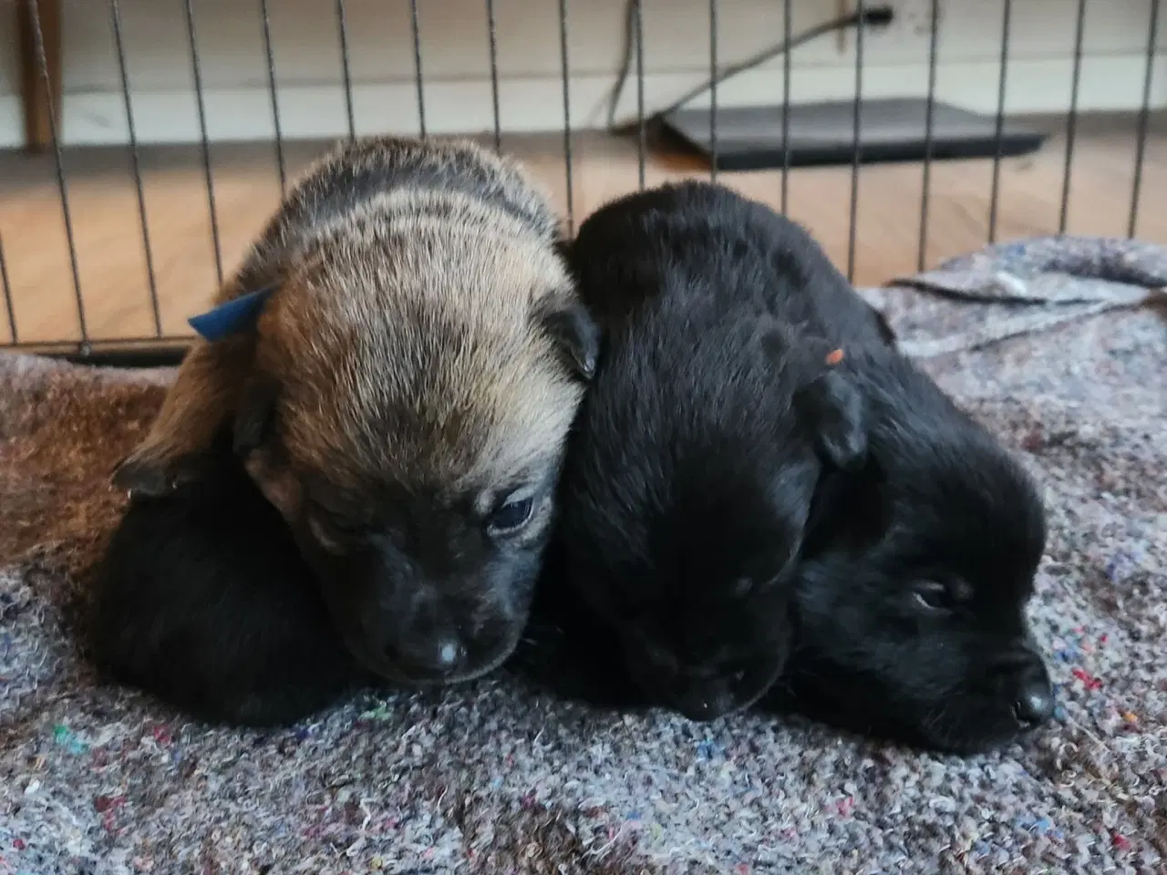 Billede 2 - Sort spids han-hvalpe