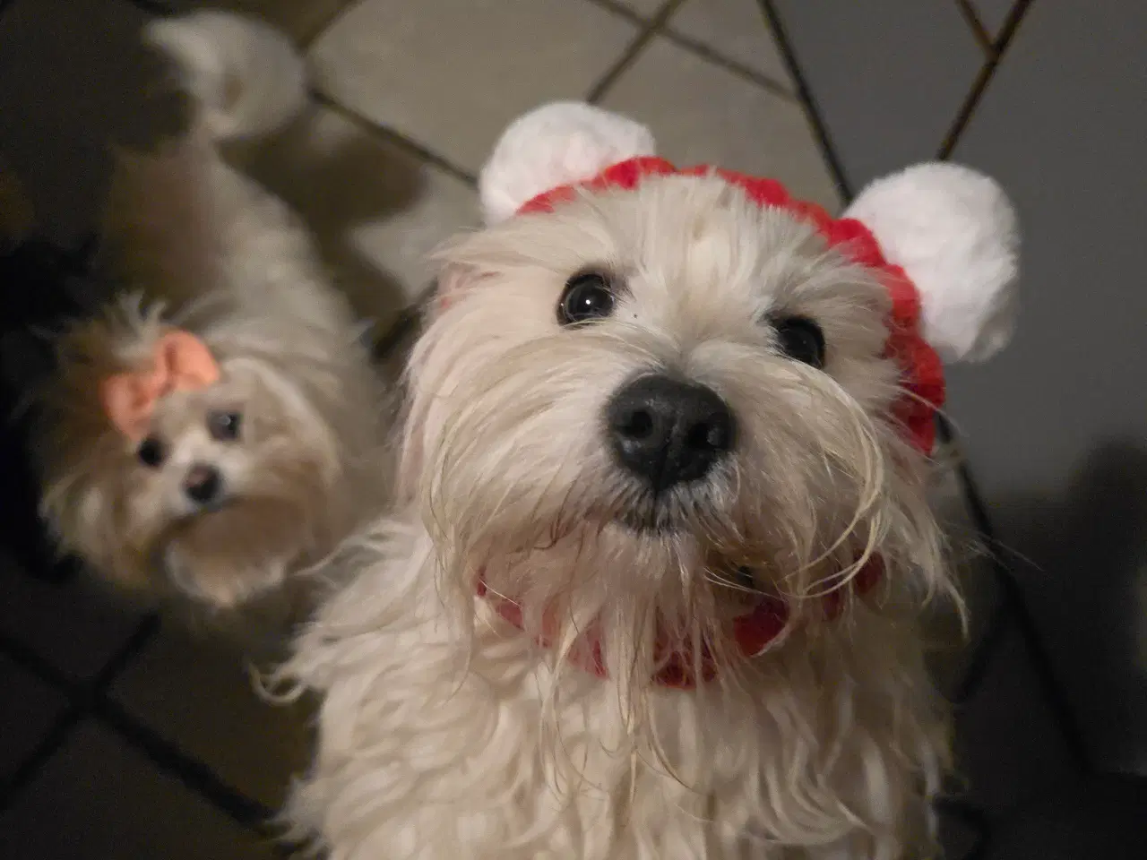 Billede 12 - Søde Bichon Hvalpe Klar til Nyt Hjem den 14.feb