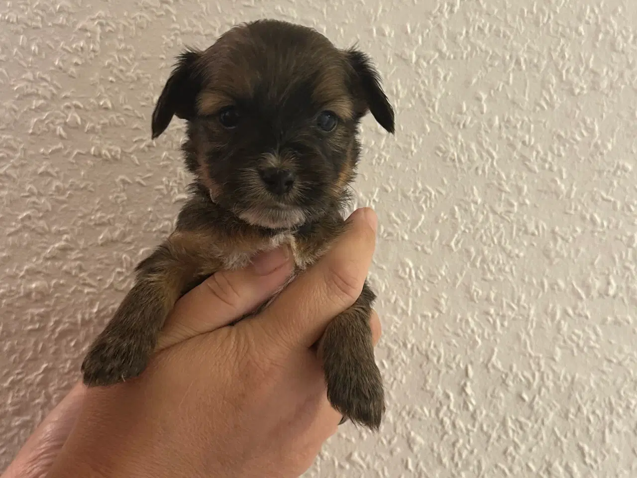Billede 6 - Hundehvalpe 