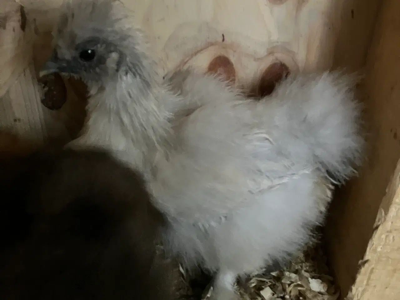 Billede 5 - Silke kyllinger