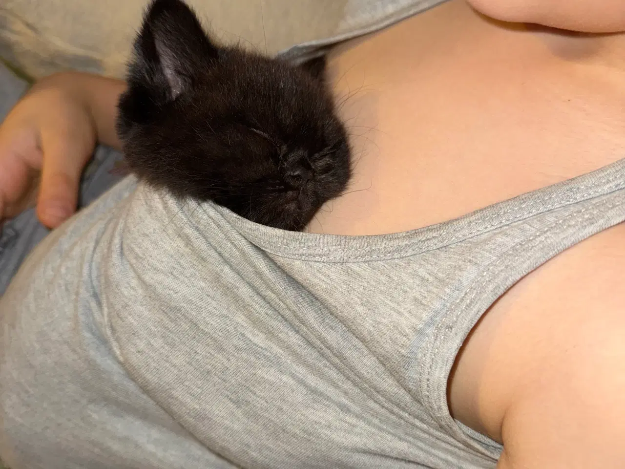 Billede 7 - British shorthair til salg 