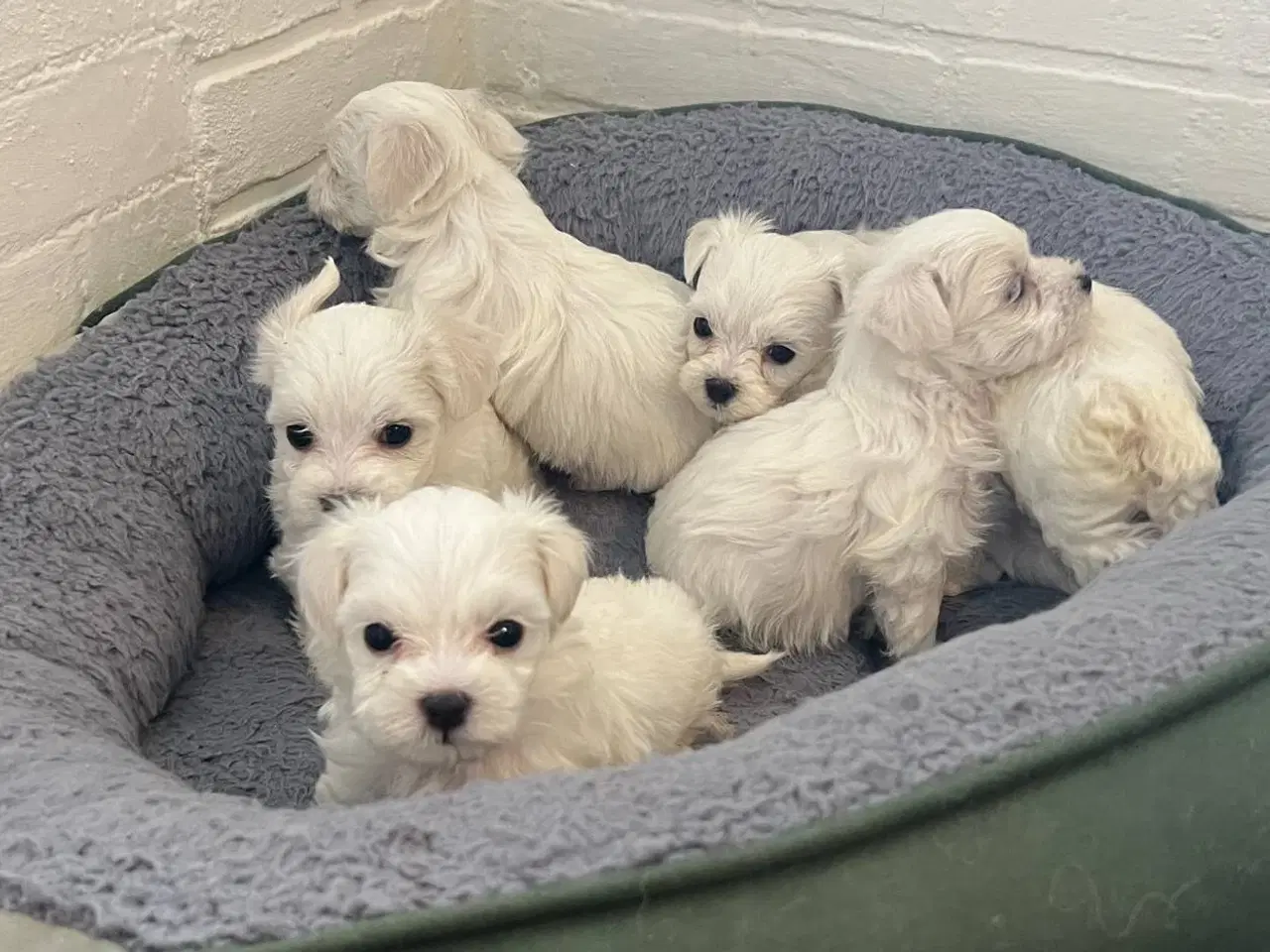 Billede 5 - malteser/Bichon Bolognese hvalpe