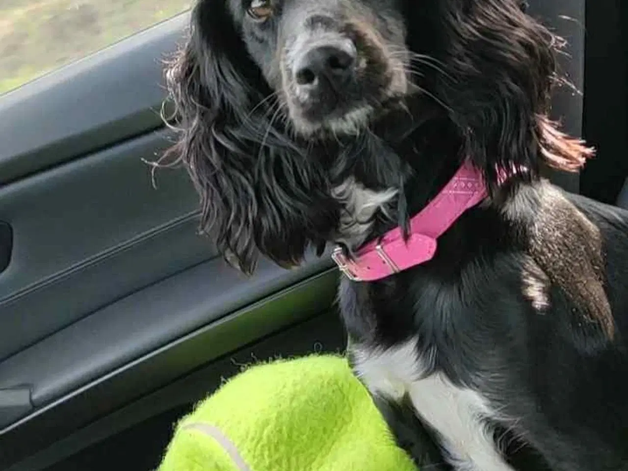 Billede 14 - Ft. Cocker spaniel hvalpe