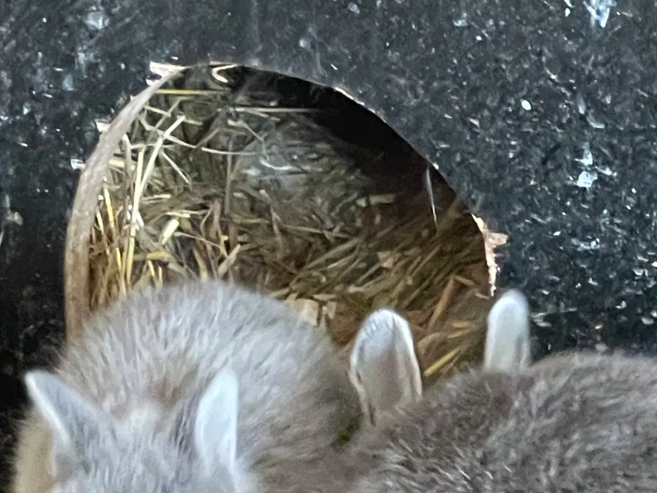 Billede 14 - Hermelin unger blå zobel og Z&W 