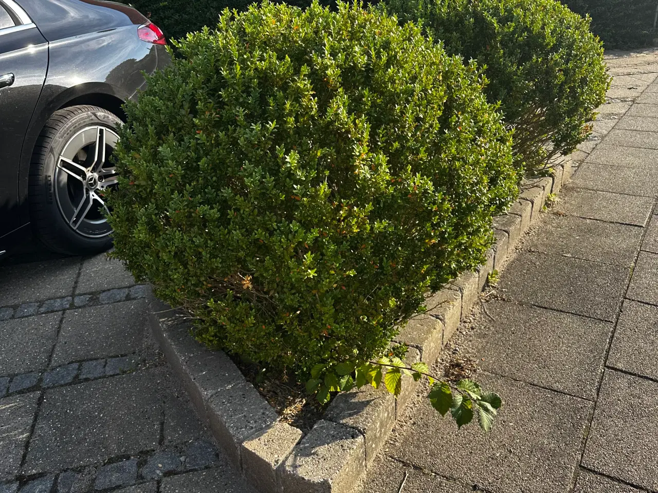 Billede 2 - Rhododendron, buskbom samt andre planter