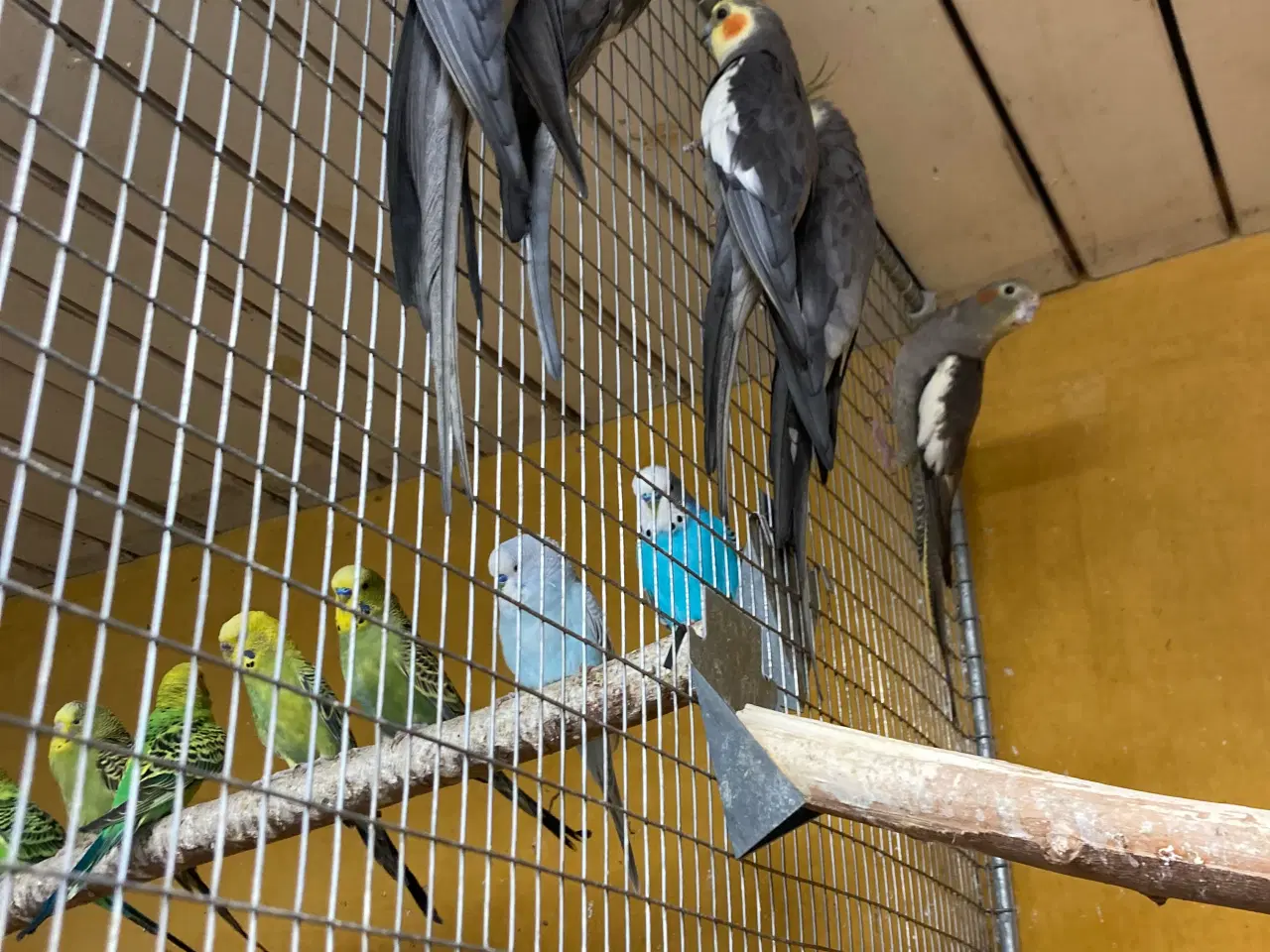 Billede 1 - Nymferparekitter fra 150 kr stk