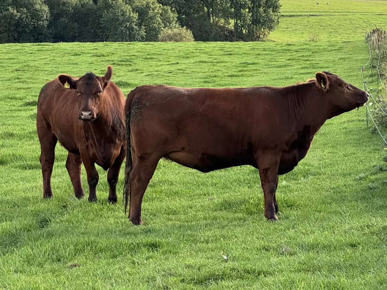 Billede 1 - Rød Angus Kvier