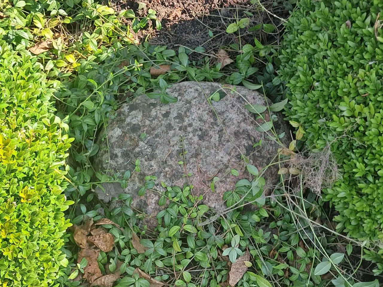 Billede 3 - Flotte havesten