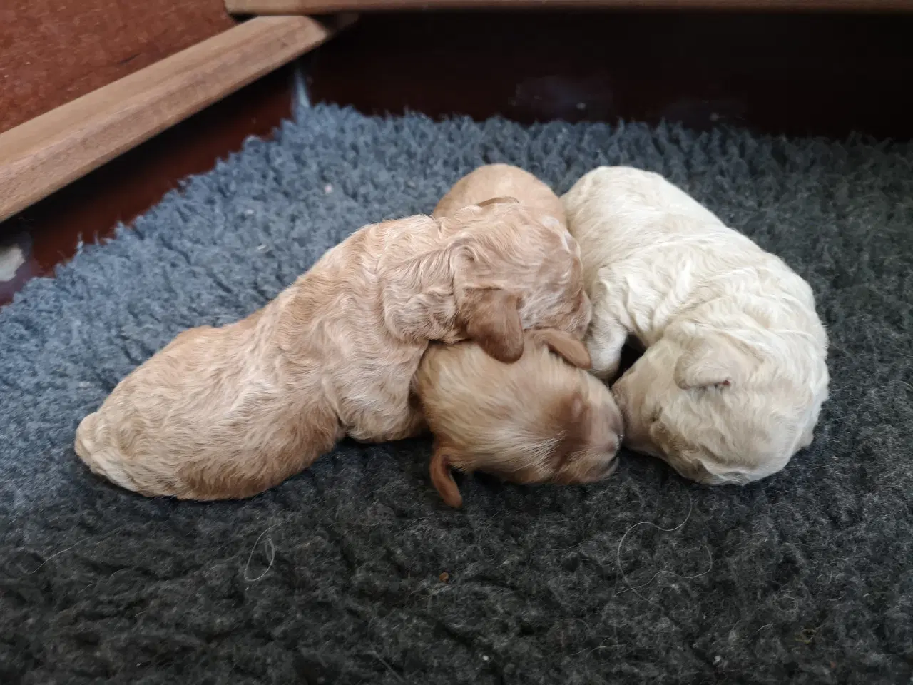 Billede 4 - Cavapoo hvalpe