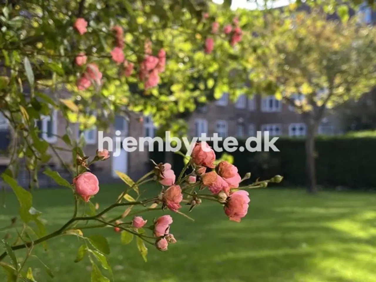 Billede 3 - Hjembytte - Genforeningspladsen