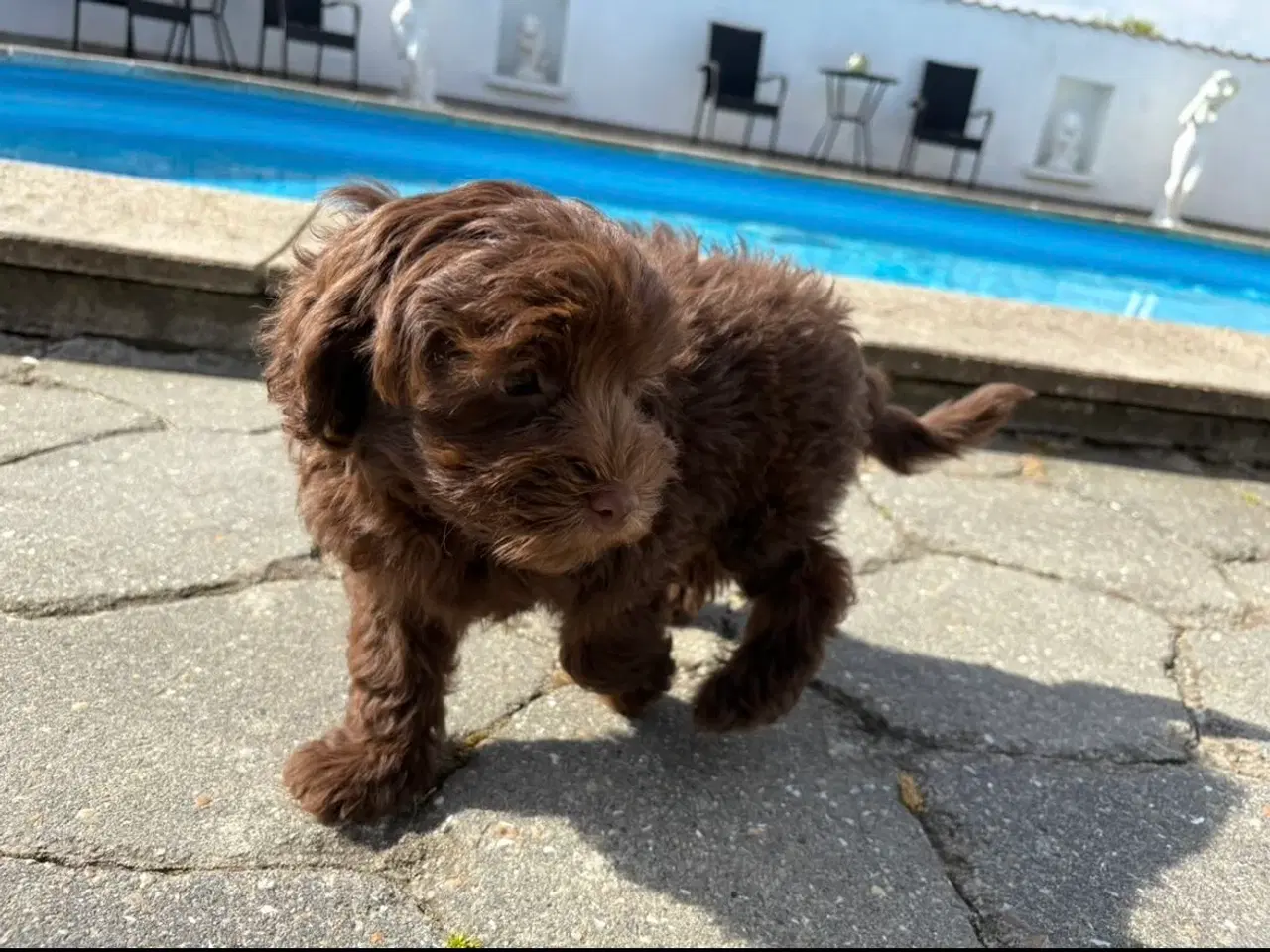 Billede 8 - Maltipoo-hvalpe med charme og krudt i halen!