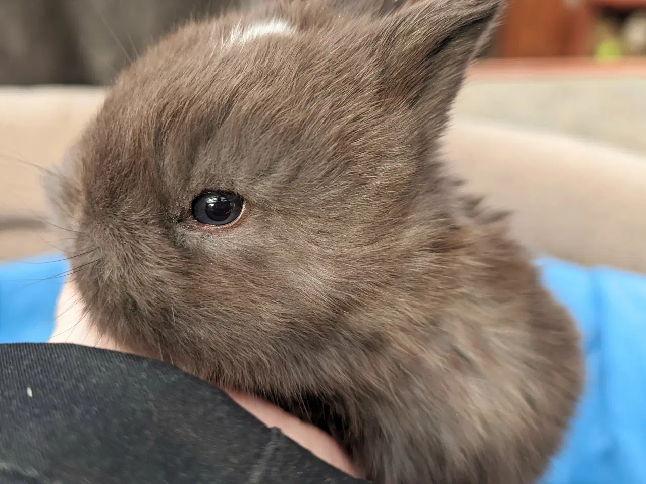 Billede 3 - Hermelin kaninunge sælges