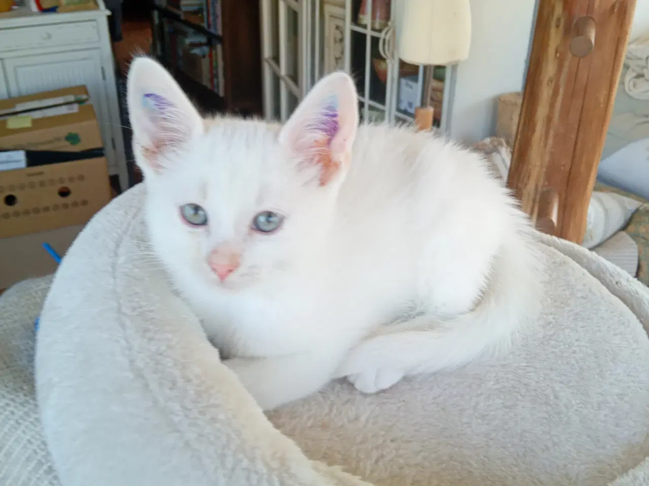Billede 6 - Maincoon blanding
