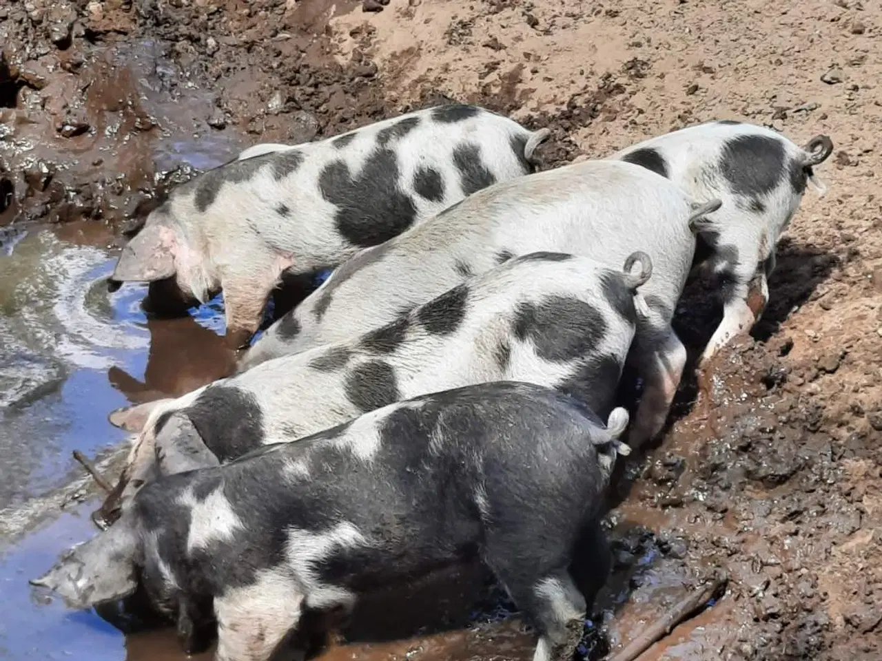 Billede 1 - Gris, Sortbroget Gl. Dansk Landrace