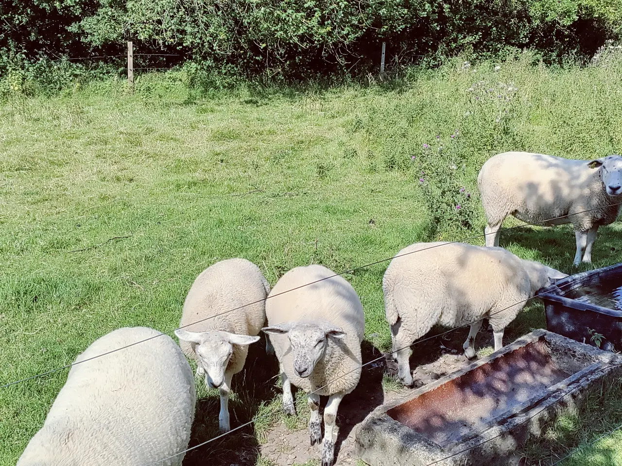 Billede 1 - Hej jeg har en vædder og en gimmer til salg 