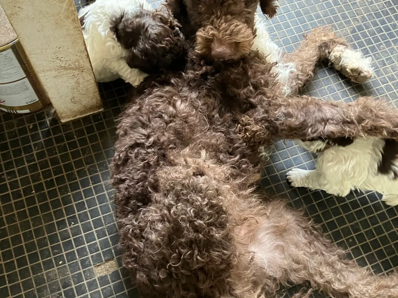 Billede 6 - Curly Coatted Retriever/ Lagotto Romagnolo 