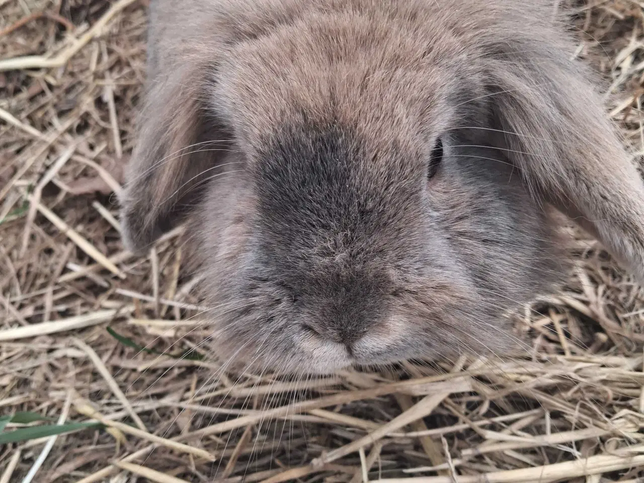 Billede 2 - Sød og rolig kanin