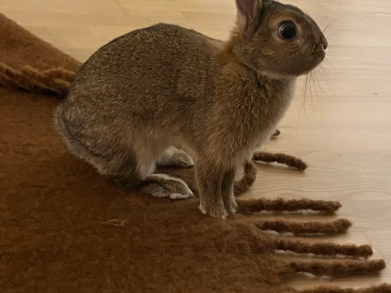 Billede 1 - Sød lille kanin gives væk gratis