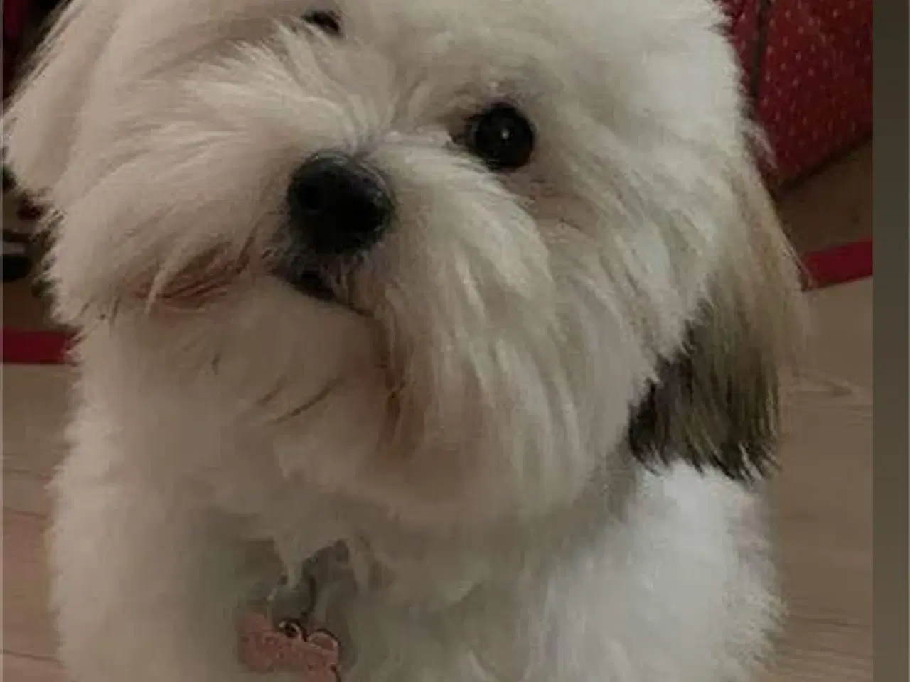 Billede 6 - Coton de tulear