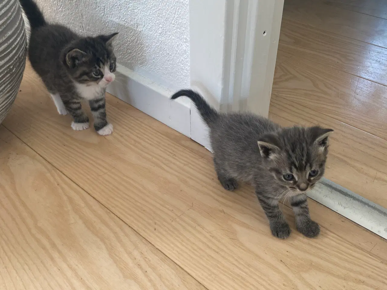 Billede 5 - Smukke Maine Coon blandinger 