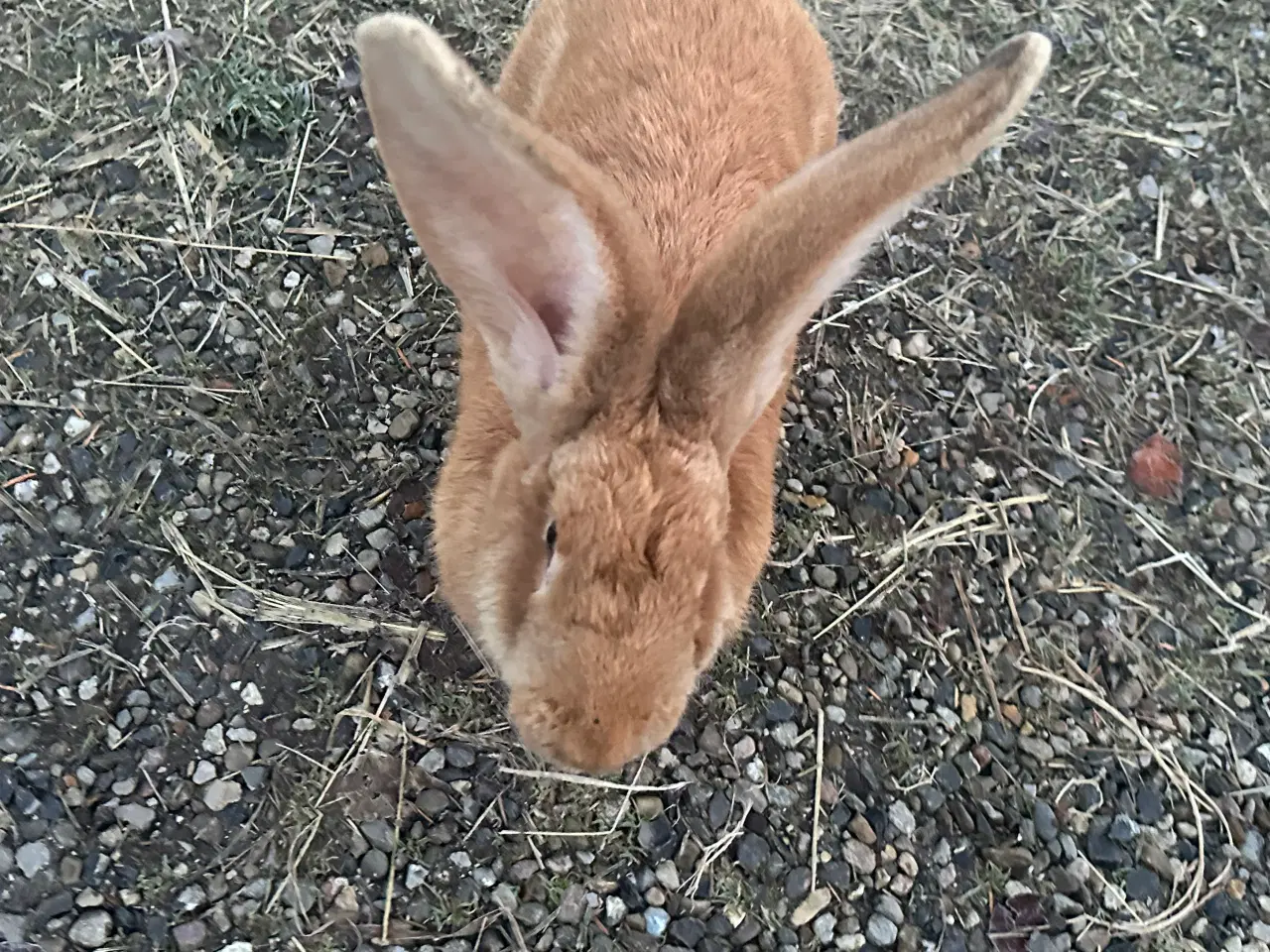 Billede 1 - Belgisk kæmpe gul 