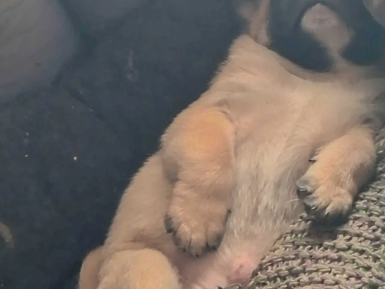 Billede 1 - Dejlig mops han hund 